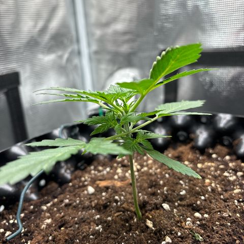 Ape Fruit Auto growlog timeline photo