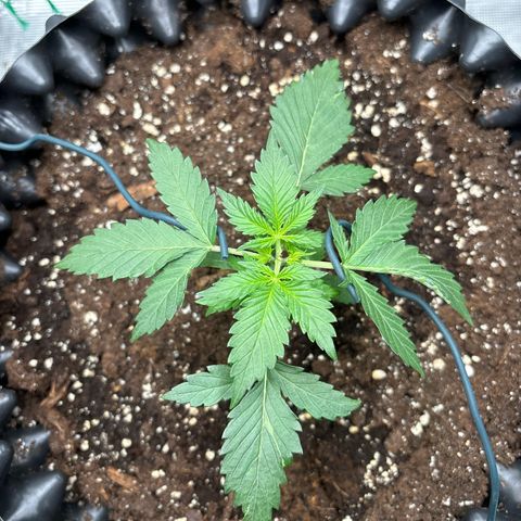 Ape Fruit Auto growlog timeline photo