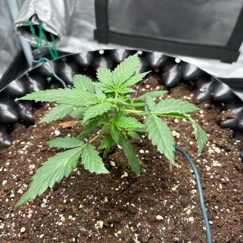 Ape Fruit Auto growlog timeline photo