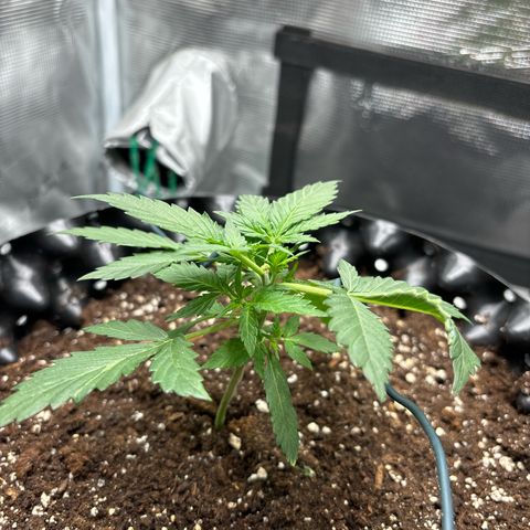Ape Fruit Auto growlog timeline photo