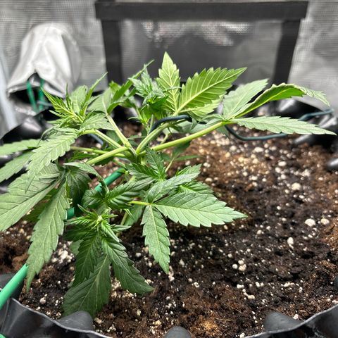 Ape Fruit Auto growlog photo: 750ml water
4ml veg per litre
1 ml Callaghan for 1.5l