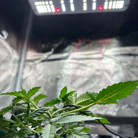 Ape Fruit Auto growlog photo: 750ml water
4ml veg per litre
1 ml Callaghan for 1.5l