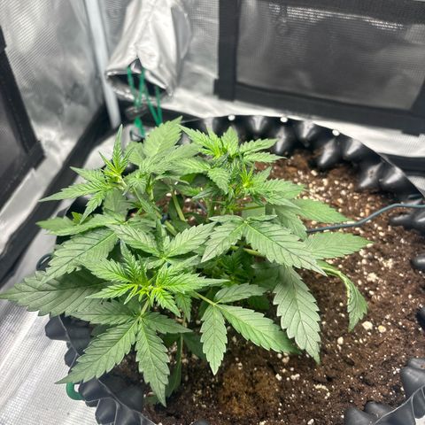 Ape Fruit Auto growlog timeline photo