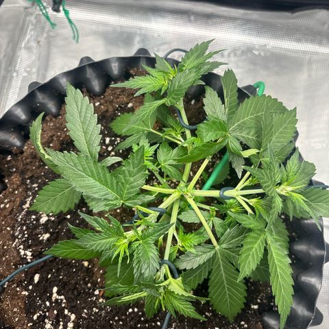 Ape Fruit Auto growlog timeline photo