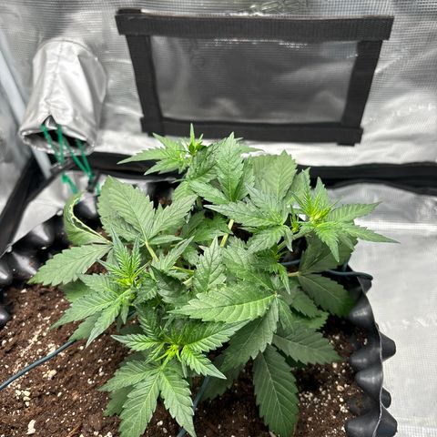 Ape Fruit Auto growlog timeline photo