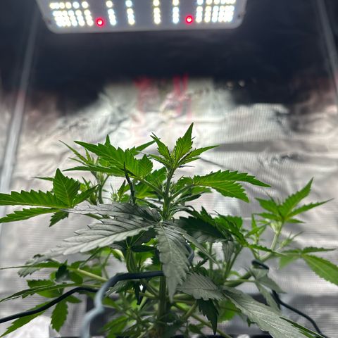 Ape Fruit Auto growlog timeline photo