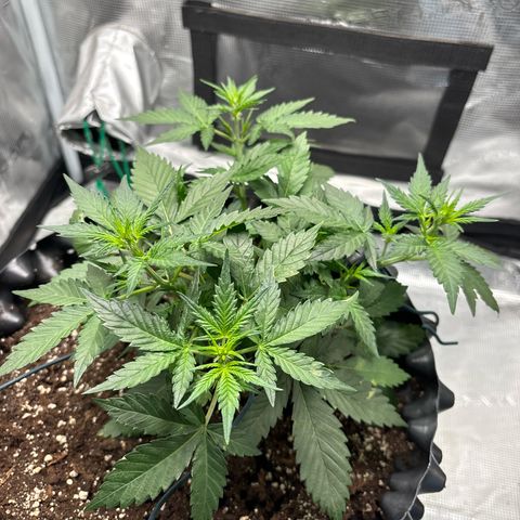 Ape Fruit Auto growlog timeline photo