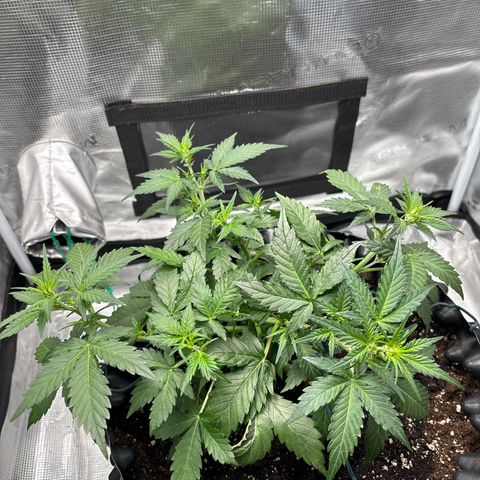 Ape Fruit Auto growlog timeline photo