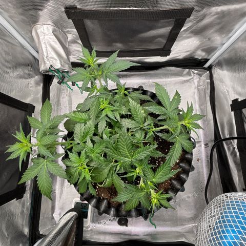 Ape Fruit Auto growlog timeline photo