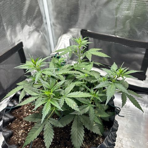 Ape Fruit Auto growlog timeline photo