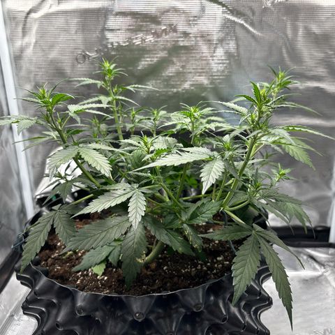 Ape Fruit Auto growlog photo: 5.5ml of each veg nuts
3ml canna boost
1.5ml calmag