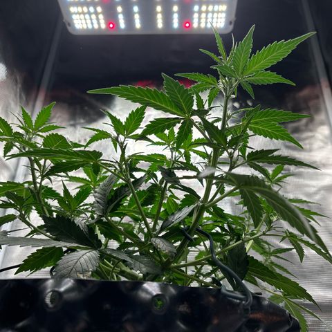 Ape Fruit Auto growlog photo: 5.5ml of each veg nuts
3ml canna boost
1.5ml calmag