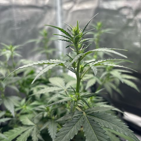 Ape Fruit Auto growlog timeline photo