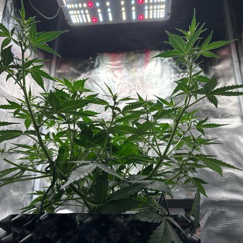 Ape Fruit Auto growlog timeline photo