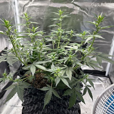 Ape Fruit Auto growlog timeline photo