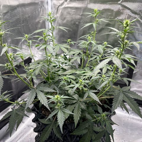 Ape Fruit Auto growlog timeline photo