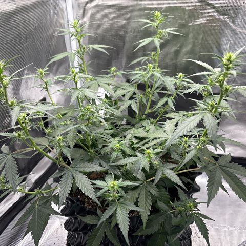 Ape Fruit Auto growlog timeline photo