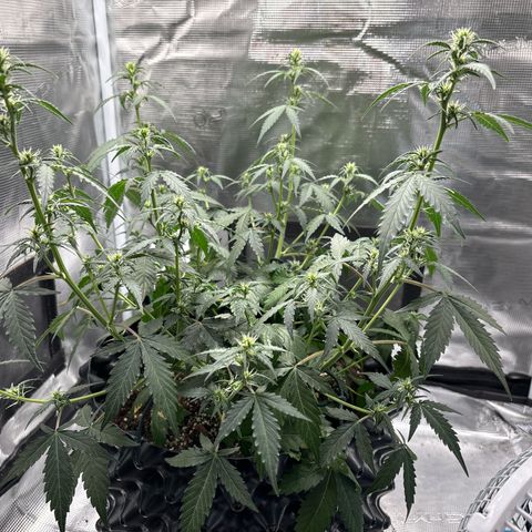 Ape Fruit Auto growlog timeline photo
