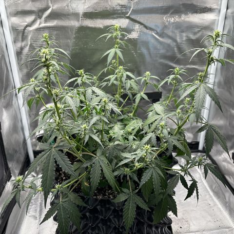 Ape Fruit Auto growlog timeline photo