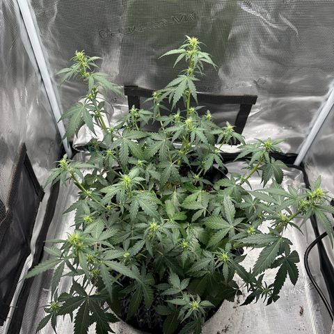 Ape Fruit Auto growlog timeline photo