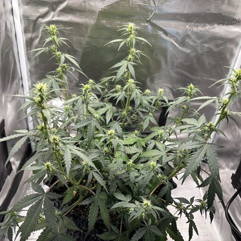 Ape Fruit Auto growlog timeline photo