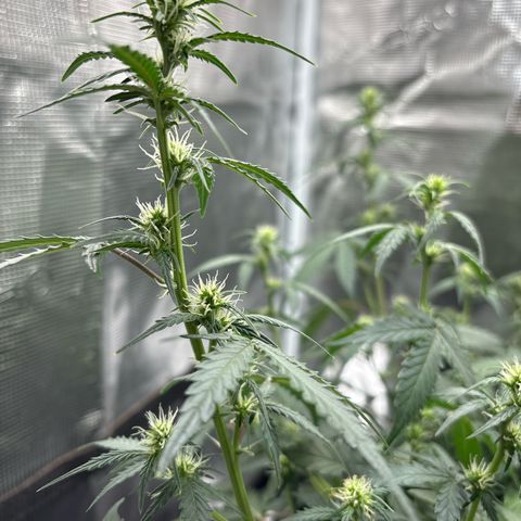Ape Fruit Auto growlog timeline photo