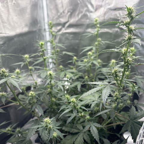 Ape Fruit Auto growlog timeline photo