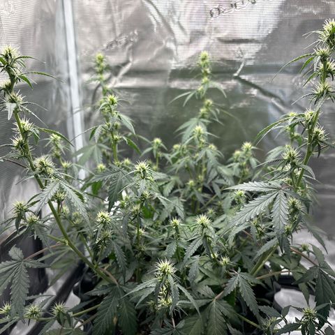Ape Fruit Auto growlog timeline photo