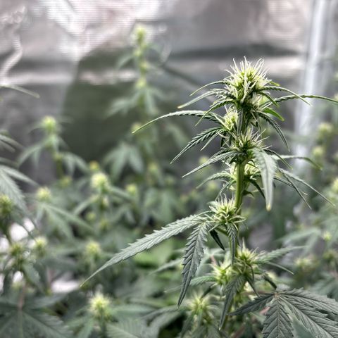 Ape Fruit Auto growlog timeline photo