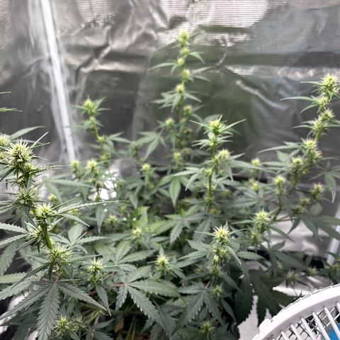 Ape Fruit Auto growlog photo: 25cm—>30cm