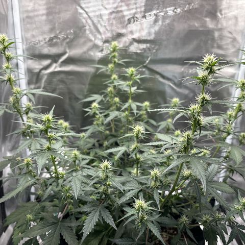 Ape Fruit Auto growlog photo: 6.0ph