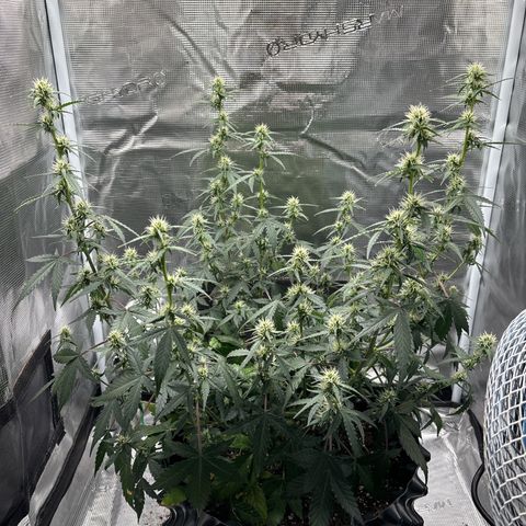 Ape Fruit Auto growlog timeline photo