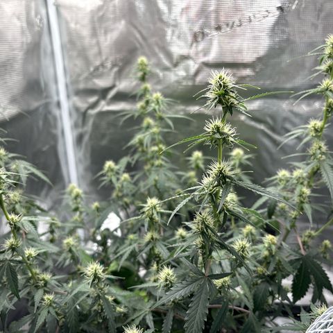 Ape Fruit Auto growlog timeline photo