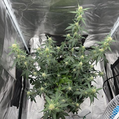 Ape Fruit Auto growlog timeline photo