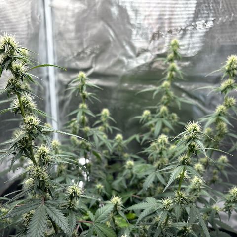 Ape Fruit Auto growlog timeline photo