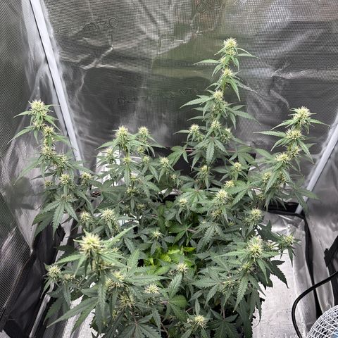 Ape Fruit Auto growlog timeline photo