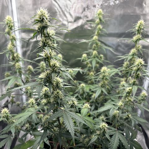 Ape Fruit Auto growlog timeline photo