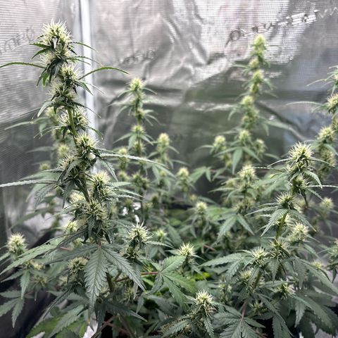 Ape Fruit Auto growlog timeline photo