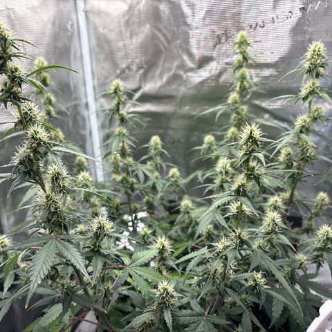 Ape Fruit Auto growlog timeline photo