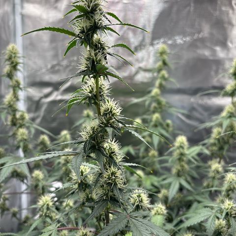 Ape Fruit Auto growlog timeline photo