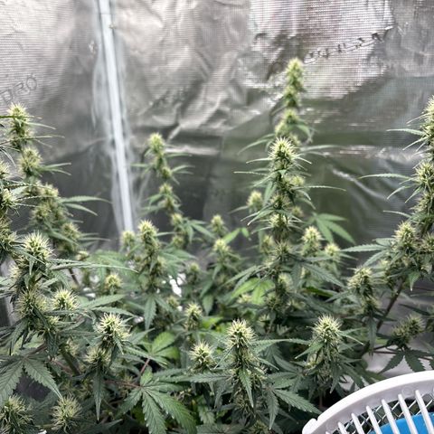 Ape Fruit Auto growlog timeline photo