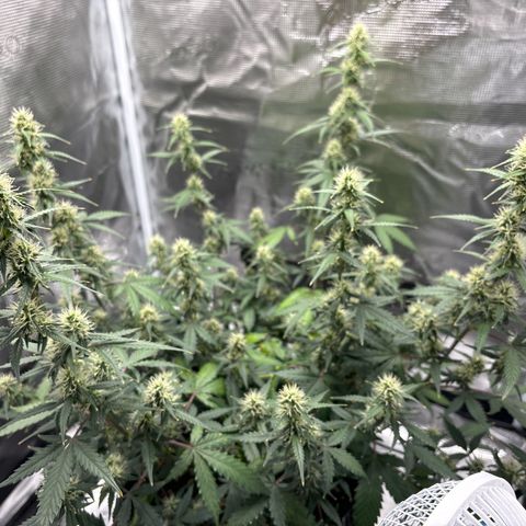 Ape Fruit Auto growlog photo: 6ml each
