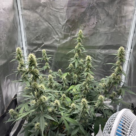 Ape Fruit Auto growlog photo: 6ml each