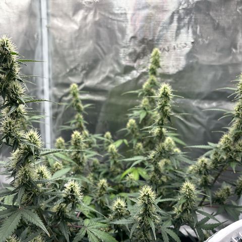 Ape Fruit Auto growlog timeline photo