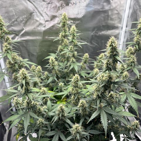 Ape Fruit Auto growlog timeline photo