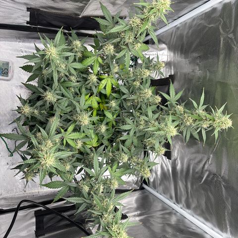 Ape Fruit Auto growlog timeline photo