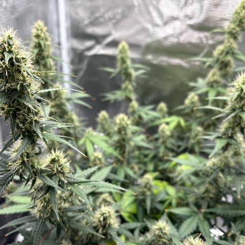 Ape Fruit Auto growlog timeline photo