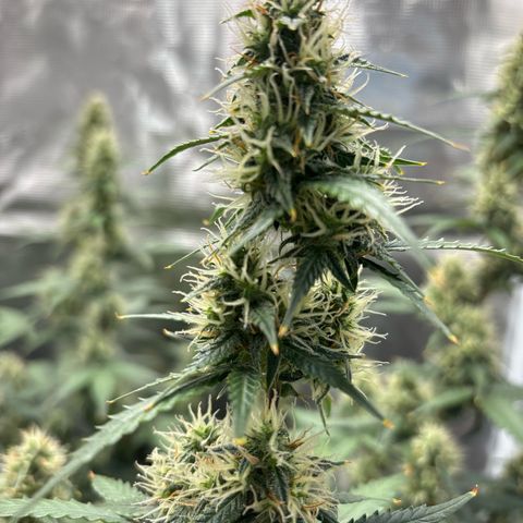 Ape Fruit Auto growlog timeline photo