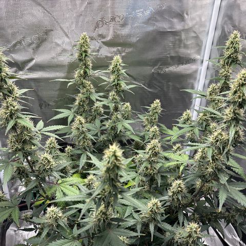 Ape Fruit Auto growlog timeline photo