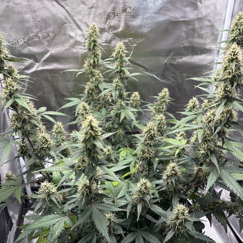 Ape Fruit Auto growlog timeline photo